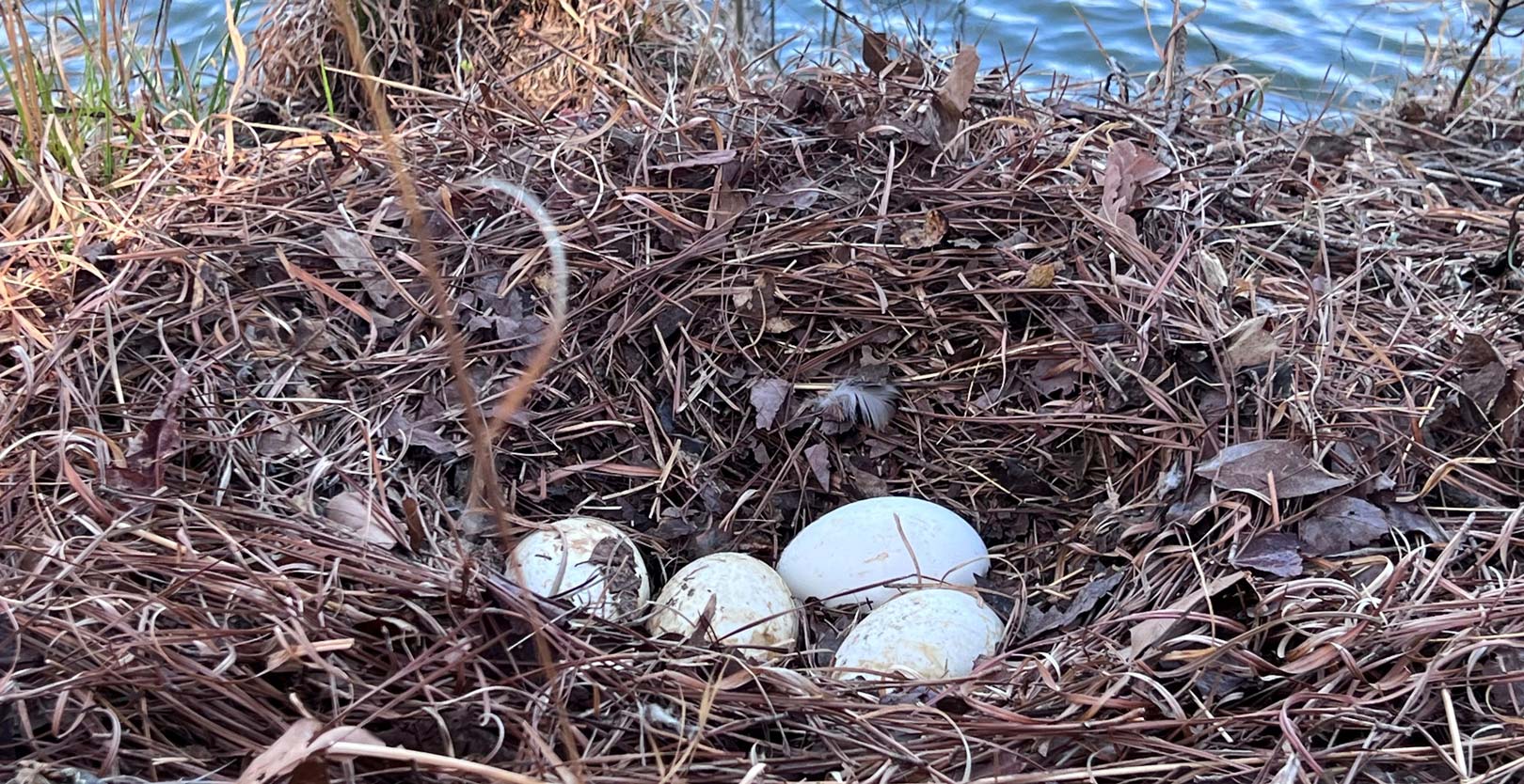 Stillwood Lake Bird Eggs